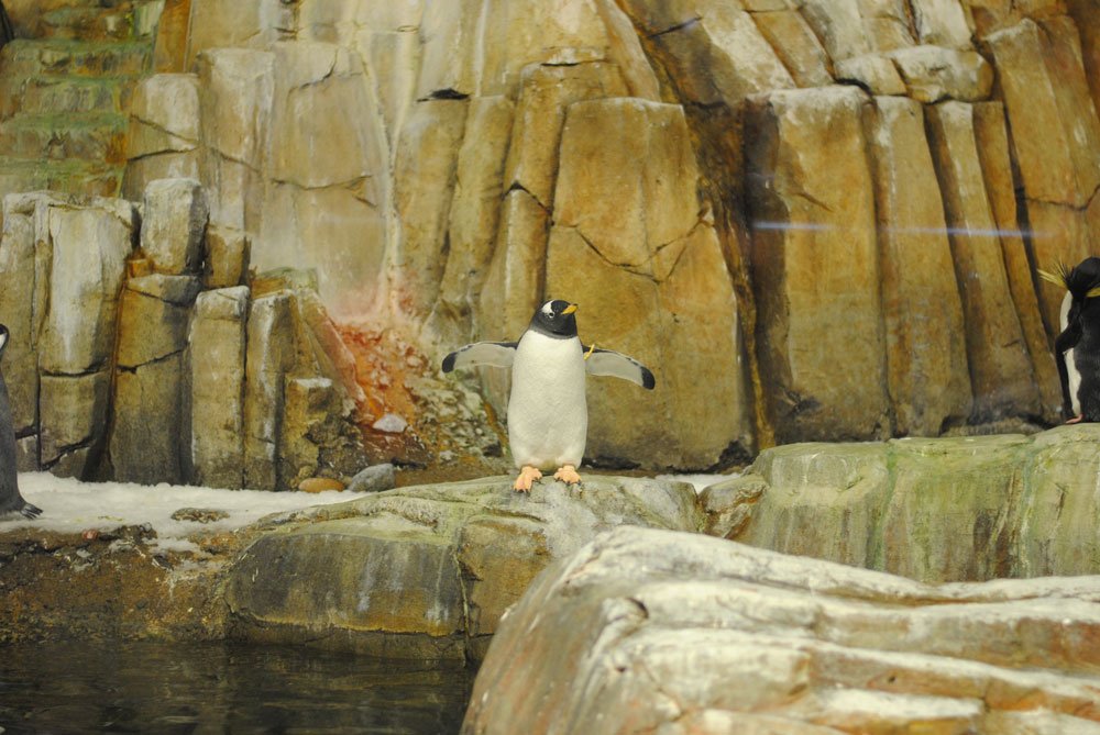 biodome-montreal-penguins