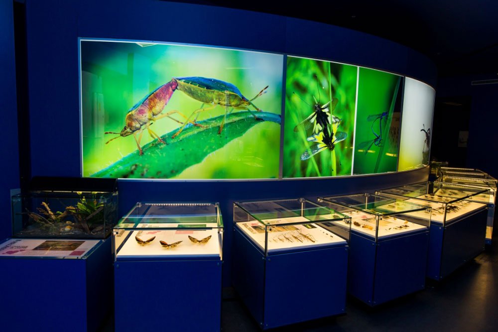 montreal-insectarium